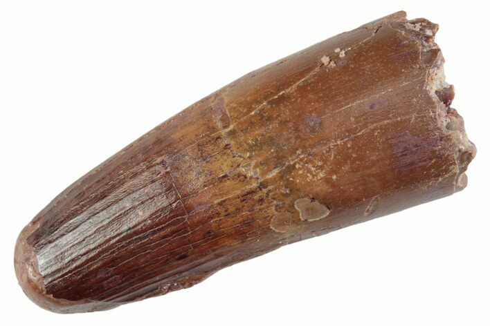 Fossil Spinosaurus Tooth - Feeding Worn Tooth #368022